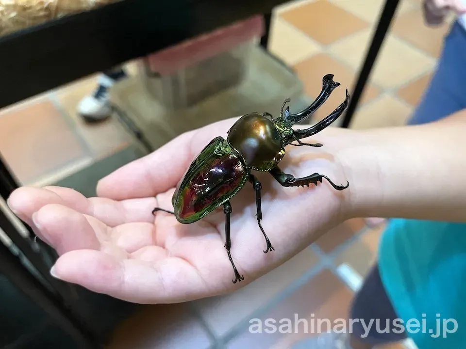 昆虫館 体験